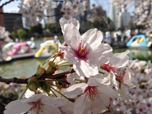 Sakura Blossom Boats