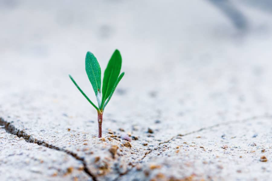 growth plant