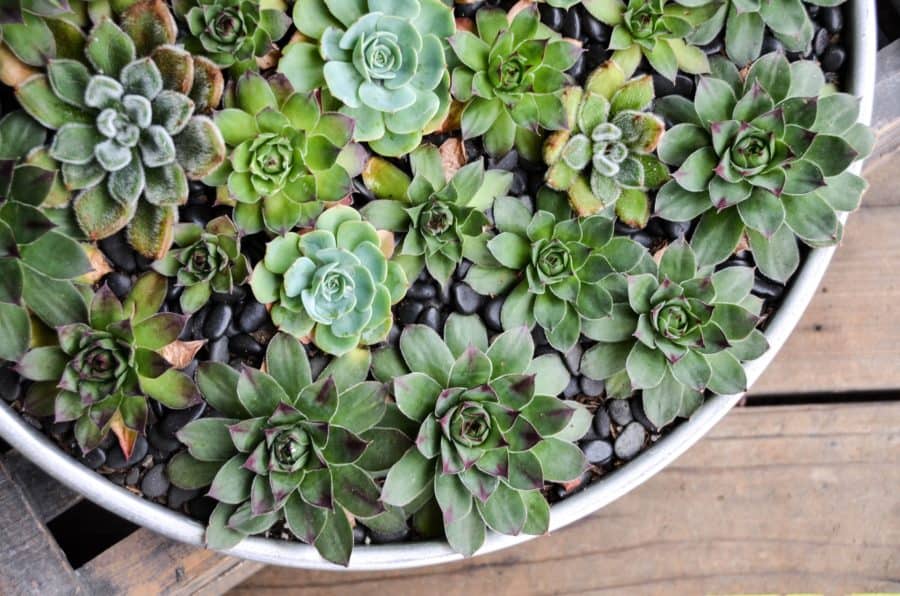 succulents